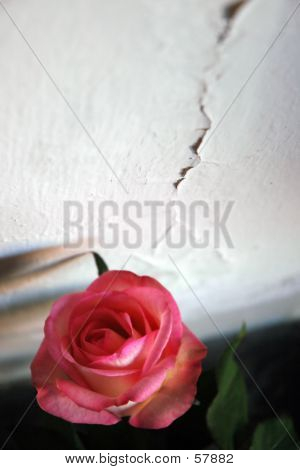 핑크 로즈
