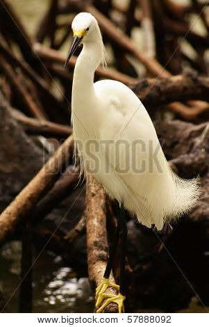 Snowy Egret (Egretta thula) Rosario Archipelago Cartagena de Indias Colombia South America