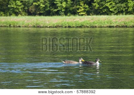 Ducks Swimming By