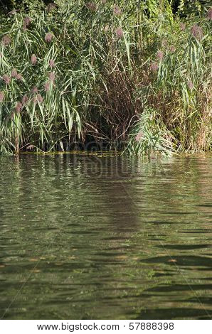 Reed Besides a River