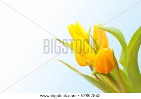 tulips