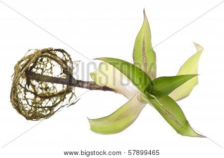 Callisia fragrans