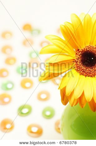Gerbera