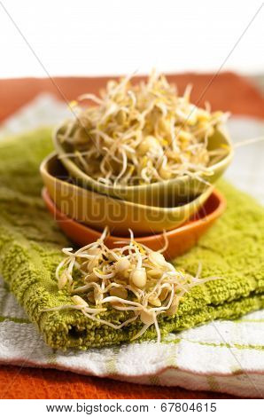 Lentil Sprouds