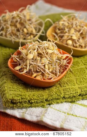 Lentil Sprouds