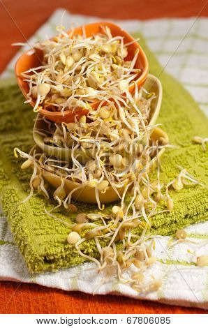 Lentil Sprouds