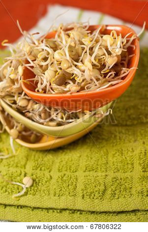 Lentil Sprouds