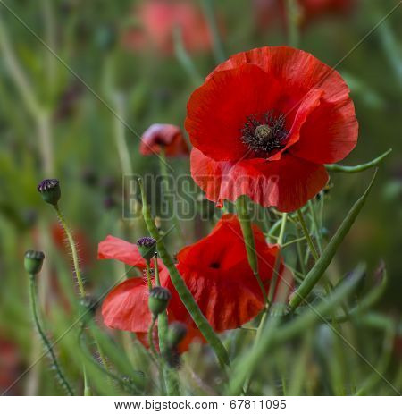 Red poppies in a canola field