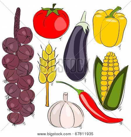 Assorted vegetable vector illustration. Hand drawing sketch