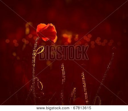 Backlit Red Poppies