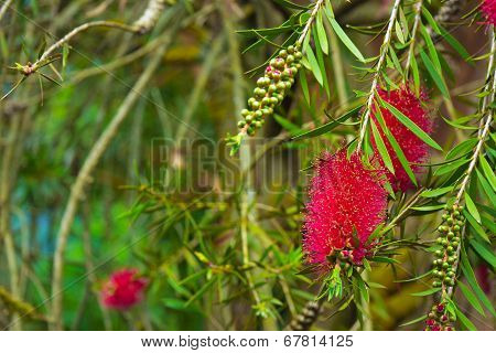A red bottlebrush bush
