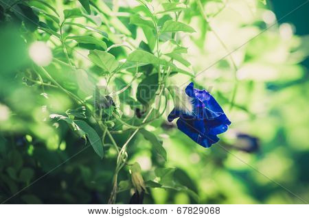 Asian Pigeonwings Vintage