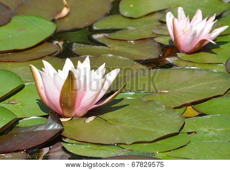 blooming water lily on the lake