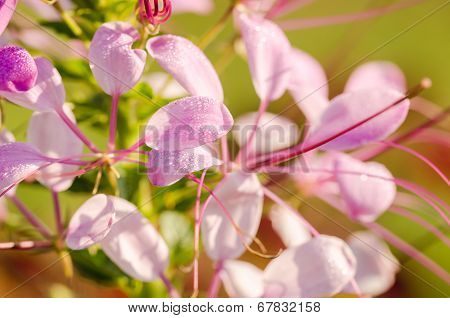 Cleome Hassleriana Or Spider Flower Or Spider Plant
