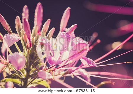 Cleome Hassleriana Or Spider Flower Or Spider Plant