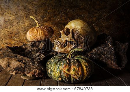 Still Life Skull And Pumpkin On The Timber.