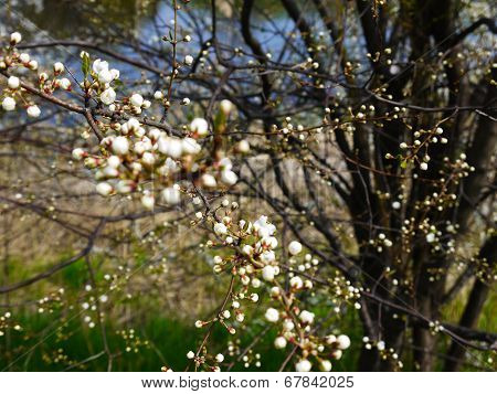 European Cherry