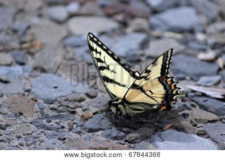 Tiger Swallowtail