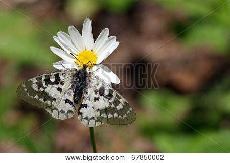 Clodius Parnassian on a Daisy