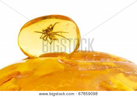 Baltic Amber Spider
