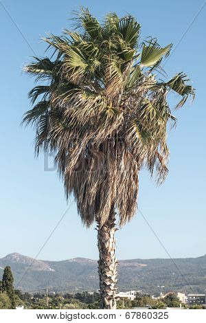 Palmtree