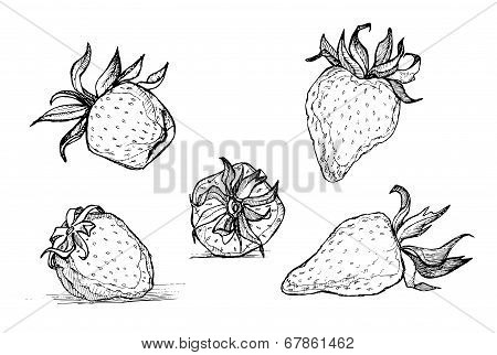 Hand Drawn Vector Illustration - Strawberry Set. Line Art