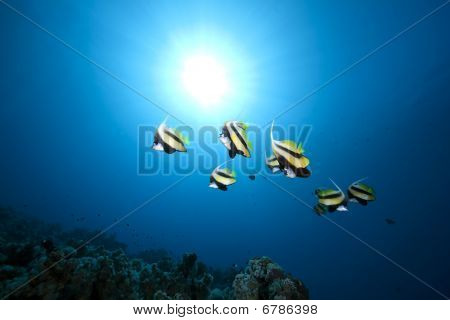 Do częstych, Ocean i koral