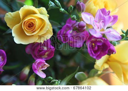 rose and fressia