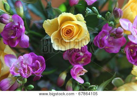rose and fressia