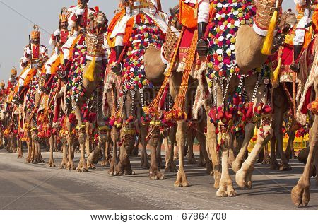 Camels on Parade