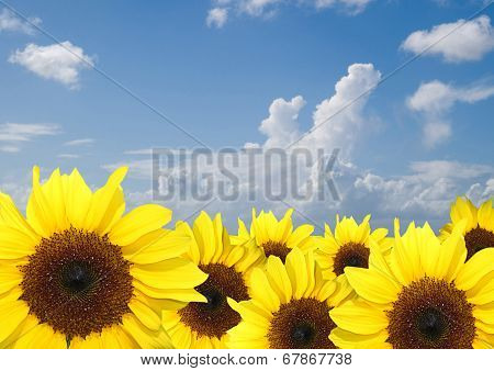 Beautiful Yellow Sunflowers