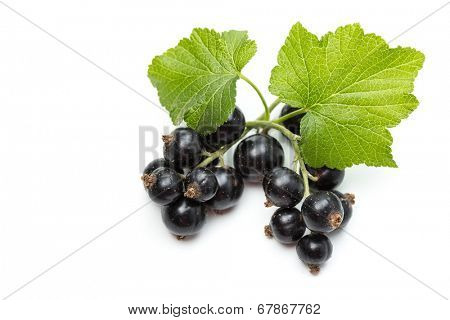 Ribes nigrum (Blackcurrant) fruit and leaves