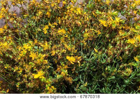 Hypericum Perforatum