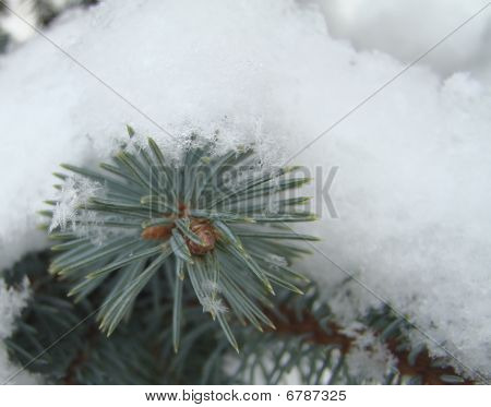 Spuce Nevado