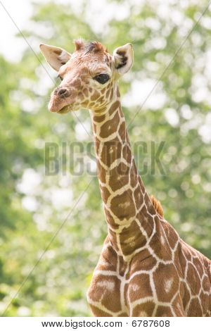 Giraffenbaby suchen