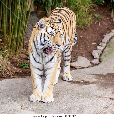 Amur Tiger