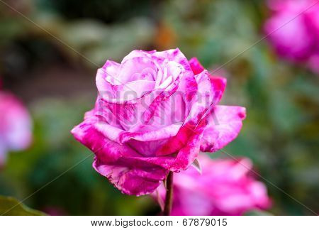 Fragrant Rose In Full Bloom