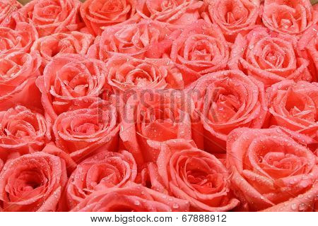 Orang Rose Background