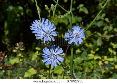 Chicory Flowers In A Forest Glade.