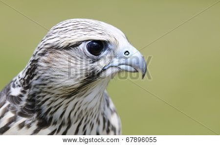Saker Falcon, Falco Cherrug.