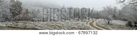 Frosty landscape