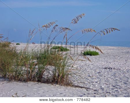 havet-havre