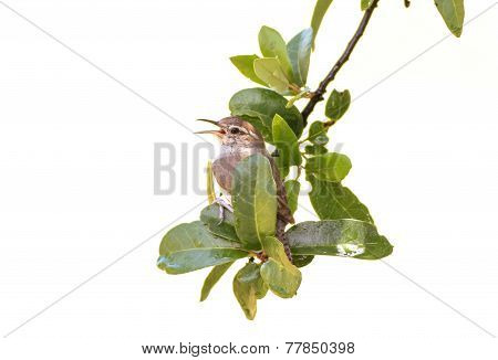 Carolina Wren - Thryothorus Ludovicianus - And Rain Drops