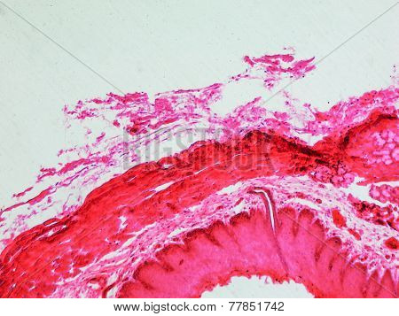 Epithelium Micrograph