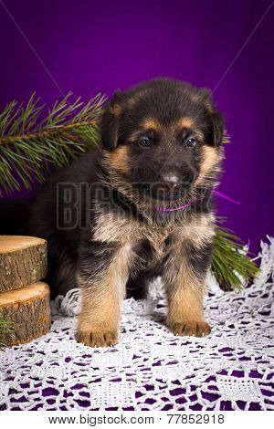 German Shepherd Puppy Sitting With Fir Branches On A Purple Background.