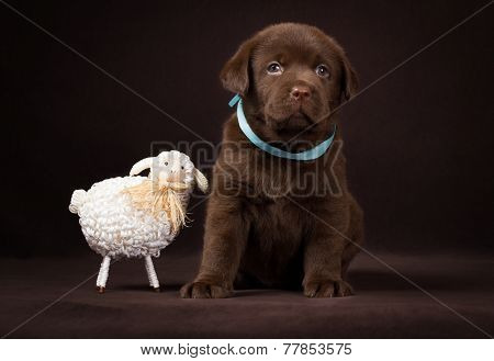 Chocolate labrador puppy sitting next to  white decorative sheep on a brown background.