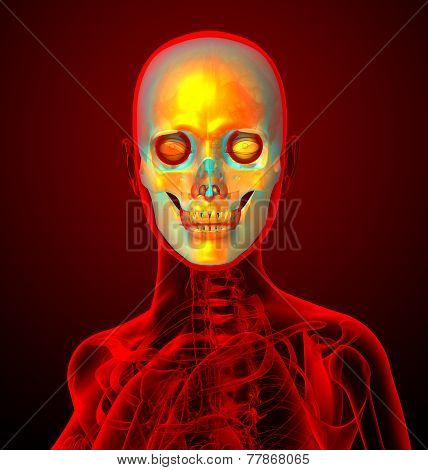 3D Render Medical Illustration Of The Human Sull