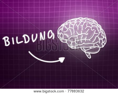 Bildung Brain Background Knowledge Science Blackboard Pink