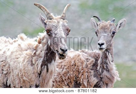 Scrawny sheep