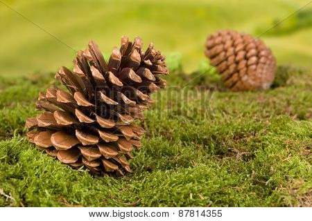 Background for fairytale or garden gnome scenes with pinecones